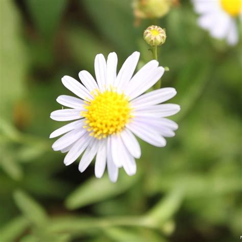 Roman Chamomile